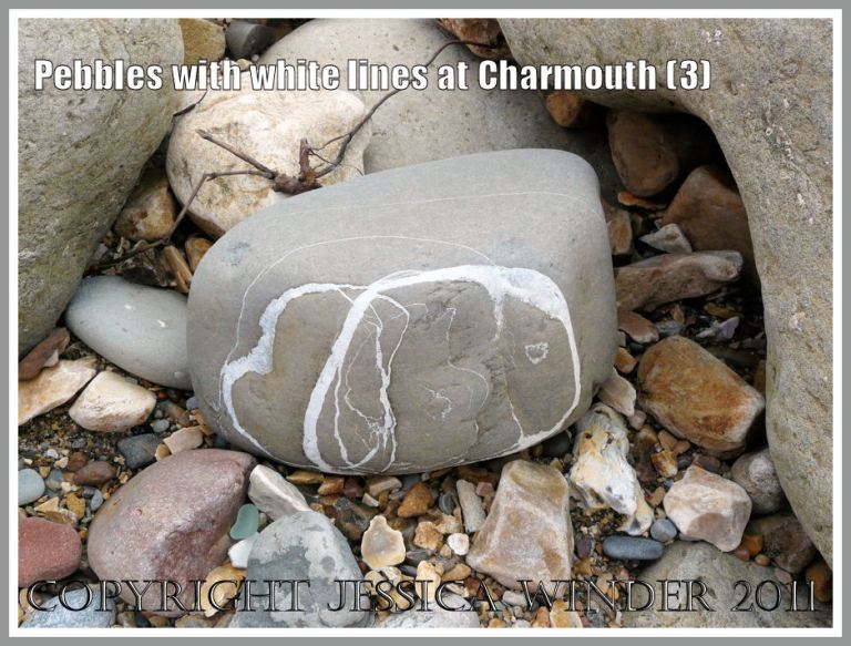 Charmouth limestone beach stones: A stone with an abstract pattern of white lines as found on the beach, Charmouth, Dorset, UK - part of the Jurassic Coast (3)