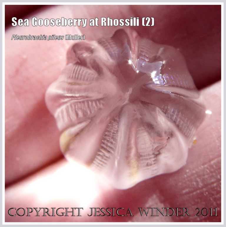 P1110572aBlog2 Sea Gooseberry, Pleurobrachia pileus (Muller), a small transparent jelly-like seashore creature, held in my hand on the beach at Rhossili Bay, Gower, South Wales, UK (2) Sea Gooseberry, Pleurobrachia pileus (Muller), a small transparent jelly-like seashore creature, held in my hand on the beach at Rhossili Bay, Gower, South Wales, UK (2)