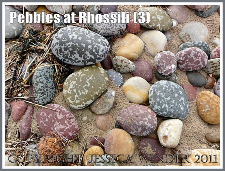 Pebbles at Rhossili Bay: Rain-spotted multi-coloured pebbles at Rhossili, Gower, West Glamorgan, South Wales, UK (1)