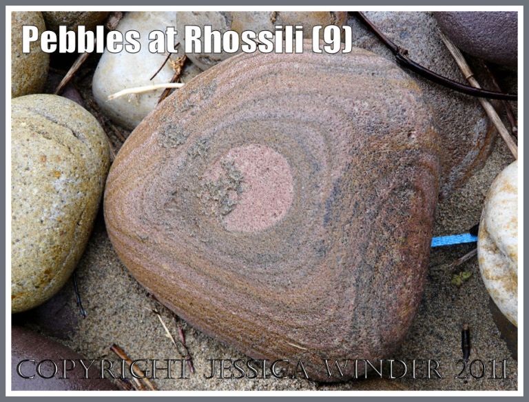 Gower beach pebble: A sandstone pebble with a pattern of concentric lines in shades of pink and orange at Rhossili, West Glamorgan, UK (7)