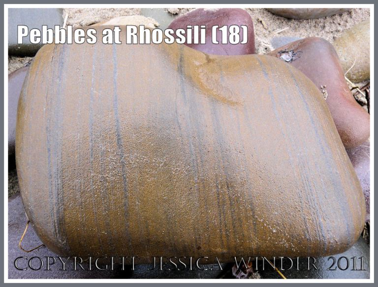 Gower pebble: Wet grey and ochre stripey limestone pebble on Rhossili Beach, Gower, West Glamorgan, South Wales, UK (18)