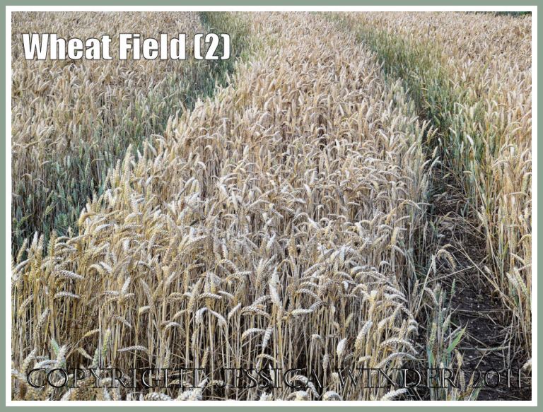Wheat field standing cereal crop in July with tractor 'tram lines' showing greener stalks (2)