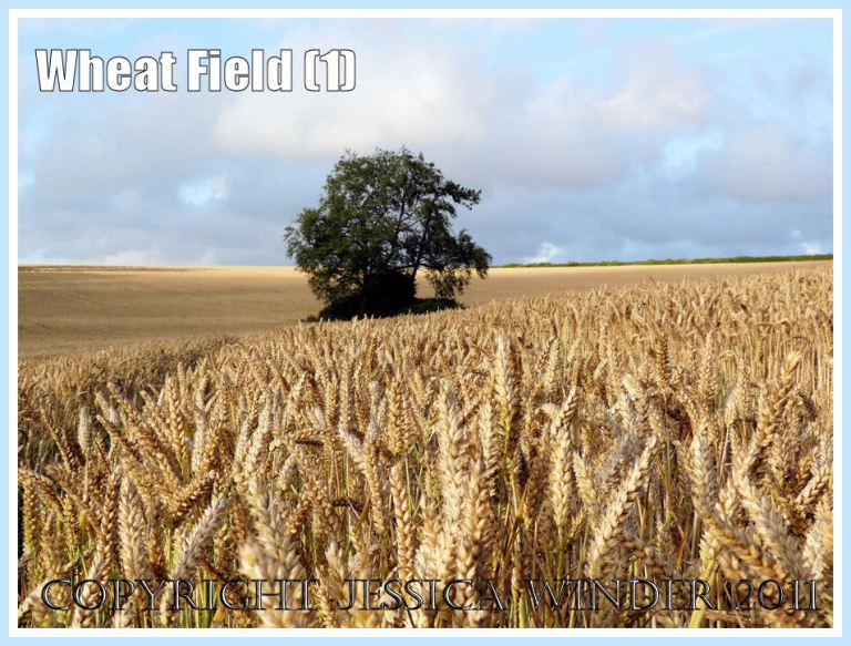 Wheat field in summer: Field of gold and ripening wheat on a July summer evening (1)