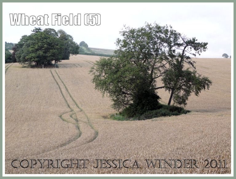 Wheat field in July with isolated stands of trees in the middle of the growing wheat and a pattern of tractor 'tram lines' traversing the standing crop (5)