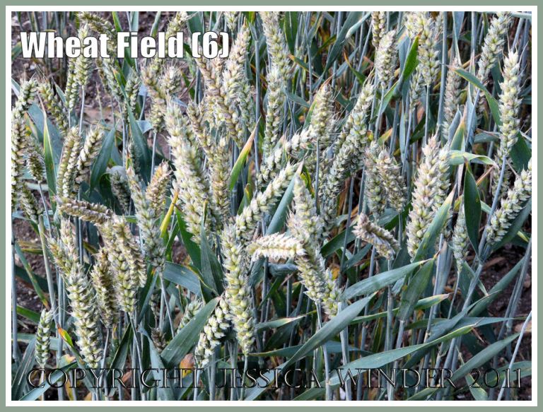Unripe ears of wheat with blue-green stalks and leaves in a Dorset field in July (6)