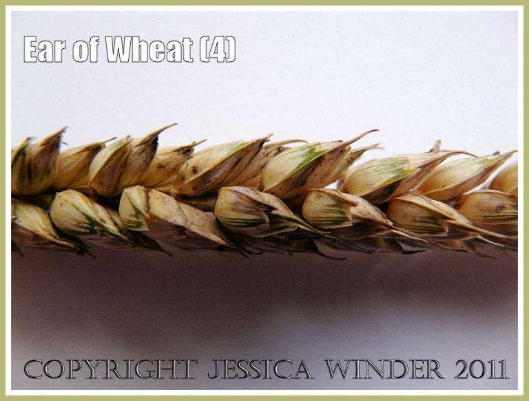 Wheat ear from another angle showing that the rows of seeds are two-deep - close-up photograph showing arrangement of the seed grains (4)