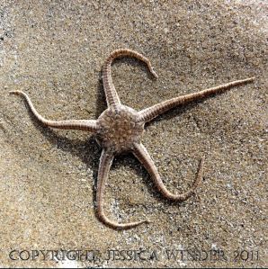 Living Brittle Star, Ophiura ophiura (Linnaeus), washed ashore at Burry Holms in Rhossili Bay, Gower, South Wales, UK (5)