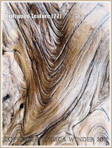 Sea-soaked driftwood: Smooth, wet, satin texture and woodgrain pattern on a piece of driftwood found on the strandline at Rhossili Bay, Gower, South Wales, UK (22)