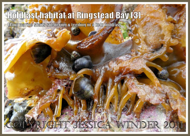 Winkles and Top Shells in a Furbelows holdfast: The holdfast of Furbelows kelp, Saccorhiza polyschides (Lightfoot) Batters, with occupying gastropod molluscs such as the Common Winkle - Littorina littorea (Linnaeus), at Ringstead Bay, Dorset, UK - part of the Jurassic Coast (3)