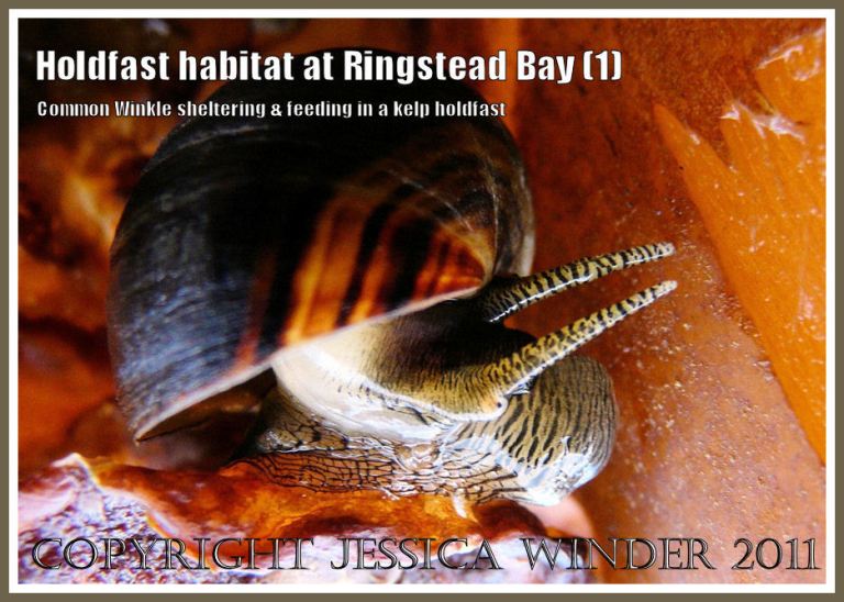 Living Common Edible Winkle close-up: Common Winkle, Littorina littorea (Linnaeus), with striped antennae, grazing on a kelp holdfast at Ringstead Bay, Dorset, UK - part of the Jurassic Coast (1)