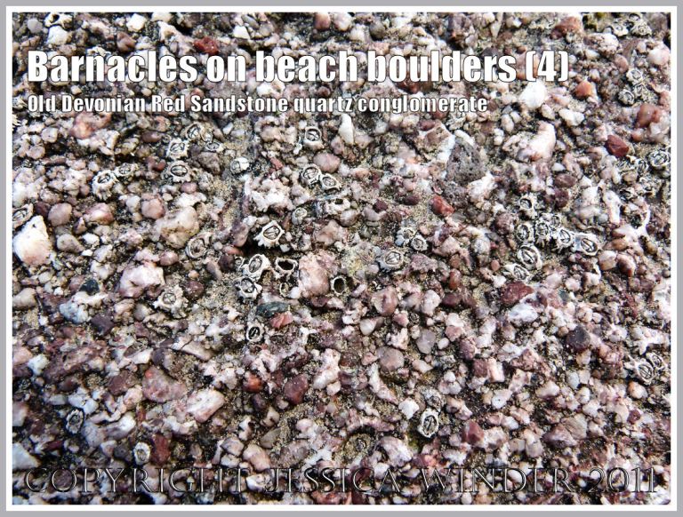 Gower barnacles at high tide level: Acorn barnacles living on a beach boulder of Old Red Devonian Sandstone quartz conglomerate at Rhossili, Gower, South Wales, UK (4)