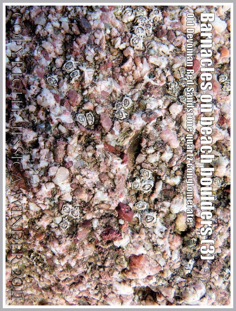 Rhossili barnacles on quartz conglomerate rock: Acorn barnacles living on a beach boulder of Old Red Devonian Sandstone quartz conglomerate at Rhossili, Gower, South Wales, UK (3)