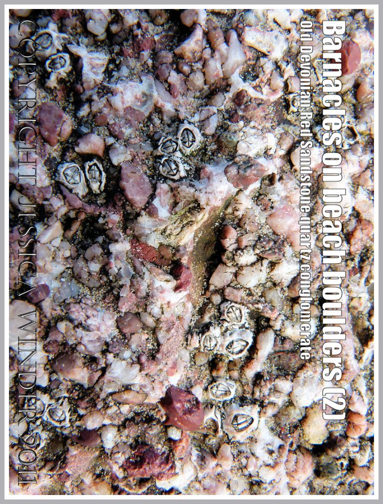 Rock texture with barnacles: Acorn barnacles living on a beach boulder of Old Red Devonian Sandstone quartz conglomerate at Rhossili, Gower, South Wales, UK (2)
