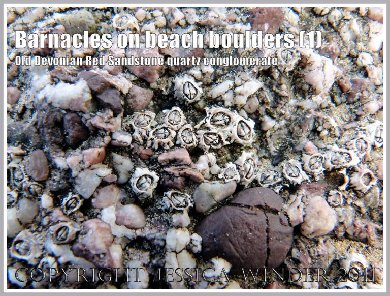 Barnacles on beach boulder: Acorn barnacles living on a beach boulder of Old Red Devonian Sandstone quartz conglomerate at Rhossili, Gower, South Wales, UK (1)
