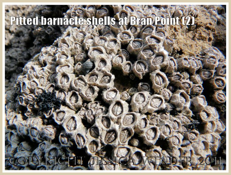 Barnacles, Chthamalus montagui Southward, encrusting rocks at Bran Point, Ringstead Bay, Dorset, UK - part of the Jurassic Coast (2)