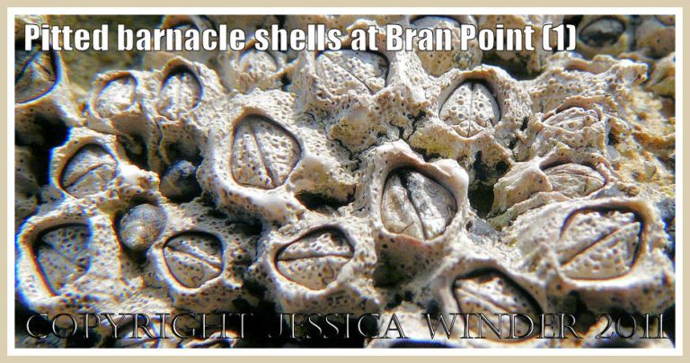 Barnacle macro-photograph: Barnacles, Chthamalus montagui Southward, on the Bran Point rock ledge at Ringstead Bay, Dorset, UK - part of the Jurassic Coast - with shells showing pits made by the endolithic lichen Collemopsium sublitoralis (1)