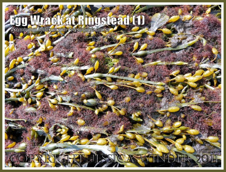 P1070215bBlog1 Egg or Knotted Wrack, Ascophyllum nodosum (Linnaeus) Jolie, with attached tufts of the red seaweed, Polysiphonia lanosa (Linnaeus) Tandy, at Ringstead Bay, Dorset, UK - part of the Jurassic Coast (1) Egg or Knotted Wrack, Ascophyllum nodosum (Linnaeus) Jolie, with attached tufts of the red seaweed, Polysiphonia lanosa (Linnaeus) Tandy, at Ringstead Bay, Dorset, UK - part of the Jurassic Coast (1)