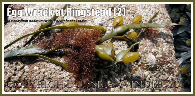 P1070219aBlog2 Egg or Knotted Wrack, Ascopyllum nodosum (Linnaeus) Le Jolis, with attached tufts of the red seaweed Polysiphonia lanosa (Linnaeus) Tandy at Ringstead Bay, Dorset, UK - part of the Jurassic Coast (2) Egg or Knotted Wrack, Ascopyllum nodosum (Linnaeus) Le Jolis, with attached tufts of the red seaweed Polysiphonia lanosa (Linnaeus) Tandy at Ringstead Bay, Dorset, UK - part of the Jurassic Coast (2)