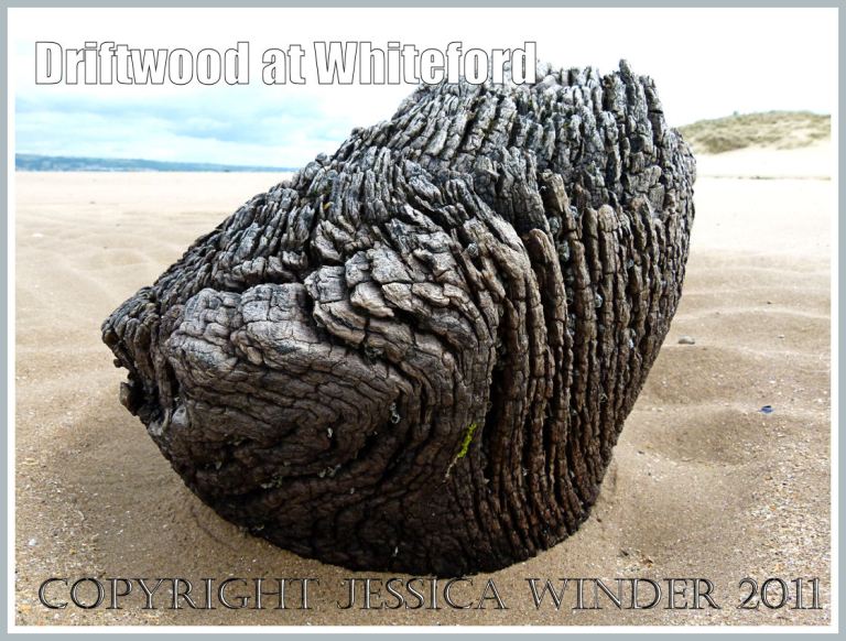 P1070621aBlog6 Driftwood on the beach at Whiteford Sands, Gower, South Wales, UK (6) Driftwood on the beach at Whiteford Sands, Gower, South Wales, UK (6)