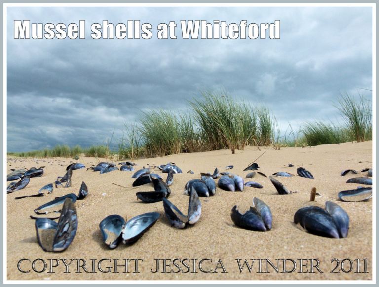 P1070673aBlog5 Mussel shells (Mytilus edulis Linnaeus) on the beach at Whiteford Sands, Gower, South Wales, UK (5) Mussel shells (Mytilus edulis Linnaeus) on the beach at Whiteford Sands, Gower, South Wales, UK (5)