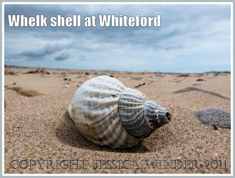 P1070677aBlog2 Whelk seashell (Buccinum undatun Linnaeus) on the beach at Whiteford Sands, Gower, South Wales, UK (2) Whelk seashell (Buccinum undatun Linnaeus) on the beach at Whiteford Sands, Gower, South Wales, UK (2)