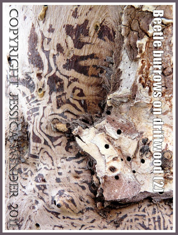 Patterns of beetle larvae tunnels beneath the bark of some driftwood, and emergence holes in the bark, at Osmington Bay, Dorset, UK, part of the Jurassic Coast (2)