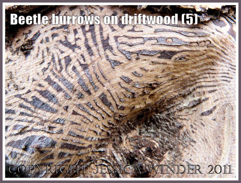 Pattern of beetle larvae tunnels beneath the bark of driftwood at Osmington Bay, Dorset, UK, part of the Jurassic Coast (5)