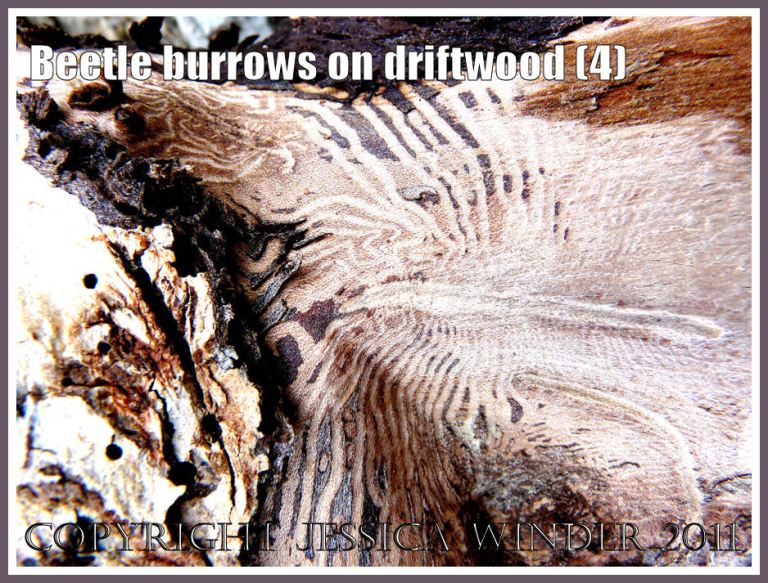 Pattern of beetle larvae tunnels beneath the bark of driftwood at Osmington Bay, Dorset, UK, part of the Jurassic Coast (4)