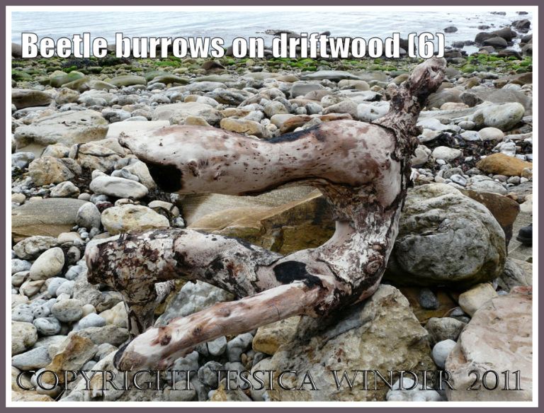 Driftwood with beetle burrows on the beach at Osmington Bay, Dorset, UK, part of the Jurassic Coast (6)