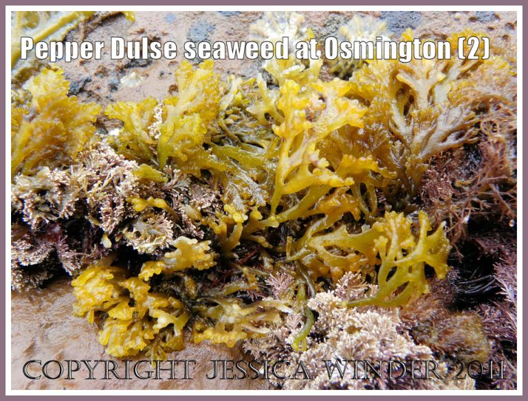 Dorset seaweeds: Pepper Dulse seaweed, Laurencia pinnatifida (Hudson) Lamouroux, at Osmington Bay, Dorset, UK - part of the Jurassic Coast (2)