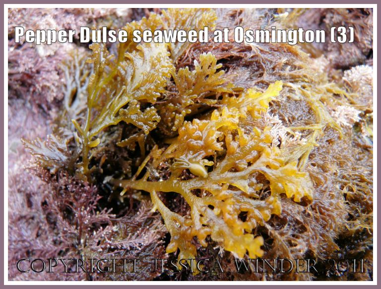 Pepper Dulse with Coral Weed on rock: Pepper Dulse seaweed, Laurencia pinnatifida (Hudson) Lamouroux, at Osmington Bay, Dorset, UK - part of the Jurassic Coast (3)