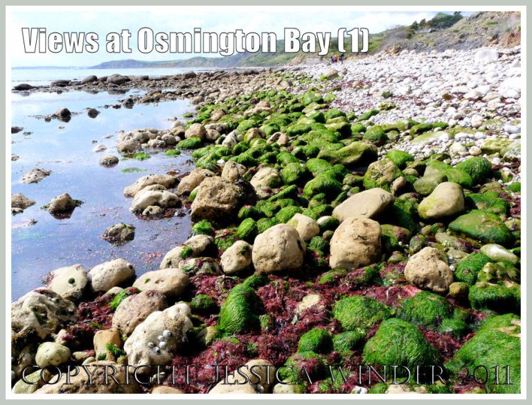 View with red and green seaweeds at Osmington Bay, Dorset, UK, looking west - part of the Jurassic Coast
