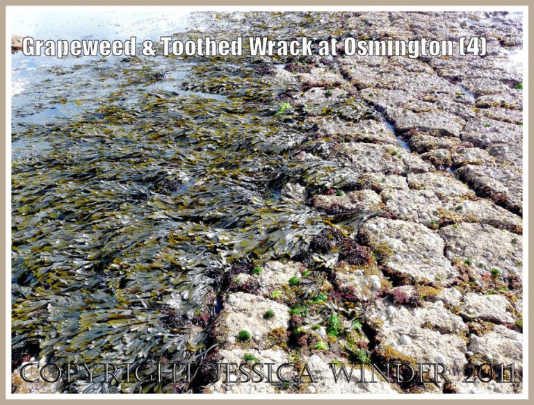 Strip of mostly bown Fucoid seaweeds on Frenchman's Ledge, Osmington Bay, Dorset, UK, part of the Jurassic Coast (4)