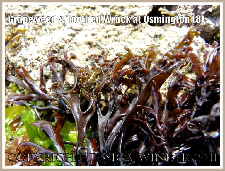 Flat fronds of Grapeweed, Mastocarpus stellatus, showing incurved edges forming a groove or gutter. Frenchman's Ledge, Osmington Bay, Dorset, UK, part of the Jurassic Coast (8)