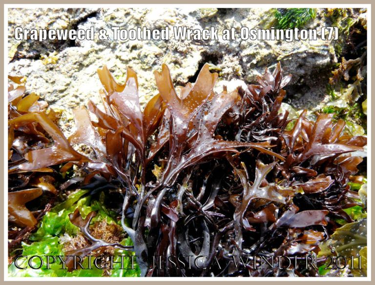 Tuft of red Grapeweed, Mastocarpus stellatus, with reproductive bodies mostly absent from the frond tips. Frenchman's Ledge, Osmington Bay, Dorset, UK, part of the Jurassic Coast (7)