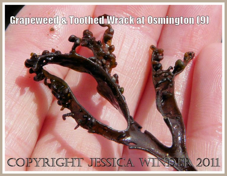 Numerous elongated reproductive bodies looking like grape pips on both surfaces of the frond tips in the red alga Grapeweed, Mastocarpus stellataus, on Frenchman's Ledge at Osmington Bay, Dorset, UK, part of the Jurassic Coast (9)