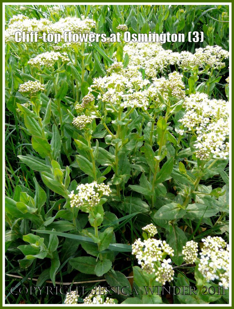 White flowered Hoary Cress (Lepidium draba) on the cliff-top at Osmington Bay, Dorset, UK, part of the Jurassic Coast (3)