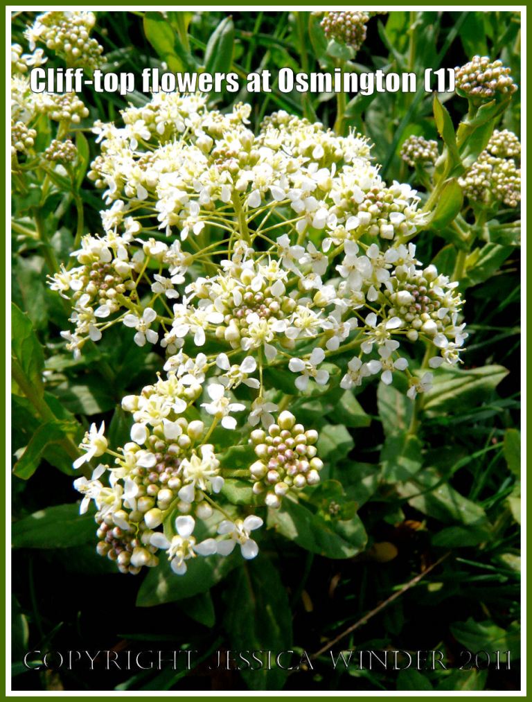 White flowered Hoary Cress (Lepidium draba) on the cliff-top at Osmington Bay, Dorset, UK, part of the Jurassic Coast (1)