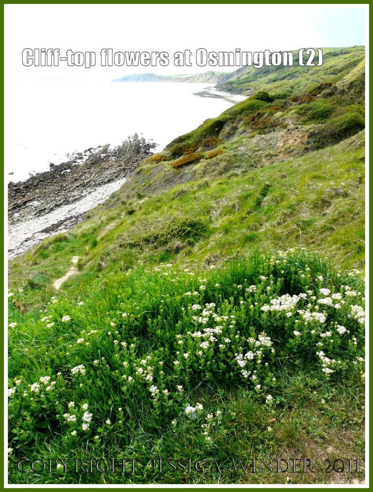 White flowered Hoary Cress (Lepidium draba) on the cliff-top at Osmington Bay, Dorset, UK, part of the Jurassic Coast (2)