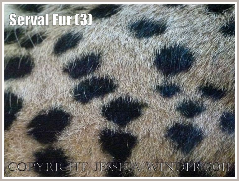 Fur texture and pattern: The spotted fur on a sleeping Serval (Leptailurus serval) at London Zoo (3)