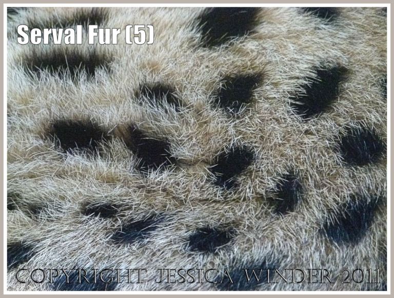 Natural spots and dots on animal fur: Spotted fur on a sleeping Serval (Leptailurus serval) at London Zoo (5)