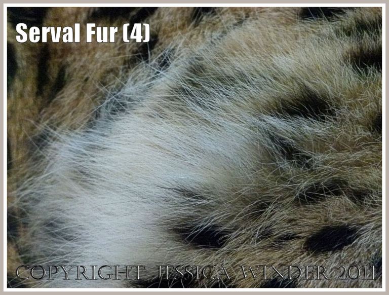 Fur on the Serval:The spotted fur on a sleeping Serval (Leptailurus serval) at London Zoo (4)