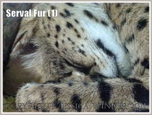 Sleeping Serval cat (Leptailurus serval) at London Zoo (1)