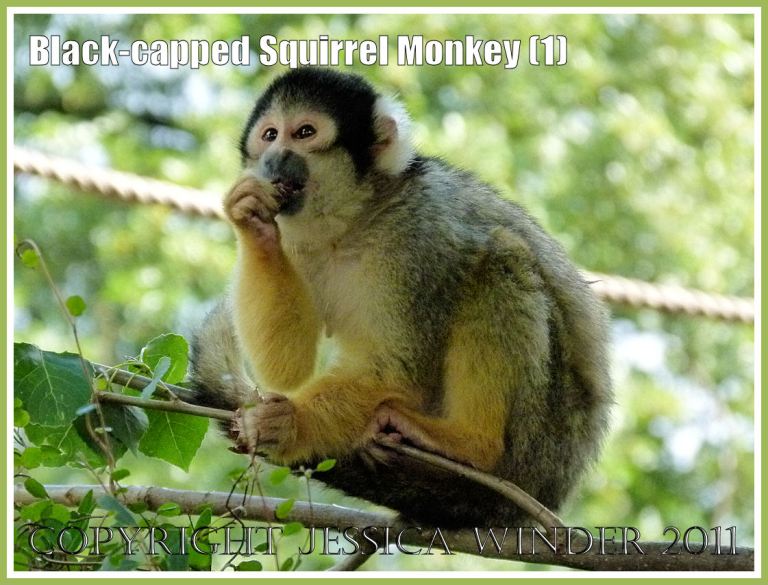 P1090193aBlog1 Black-capped Squirrel Monkey (Saimiri boliviensis) at London Zoo (1) Black-capped Squirrel Monkey (Saimiri boliviensis) at London Zoo (1)