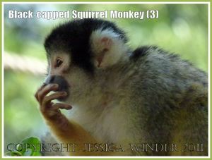 Black-capped Squirrel Monkey (Saimiri boliviensis) at London Zoo (3)