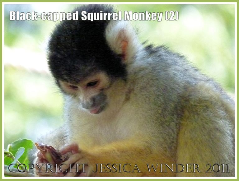 P1090195ablog2 Black-capped Squirrel Monkey (Saimiri boliviensis) at London Zoo (2) Monkey at the zoo: Black-capped Squirrel Monkey (Saimiri boliviensis) at London Zoo (2)