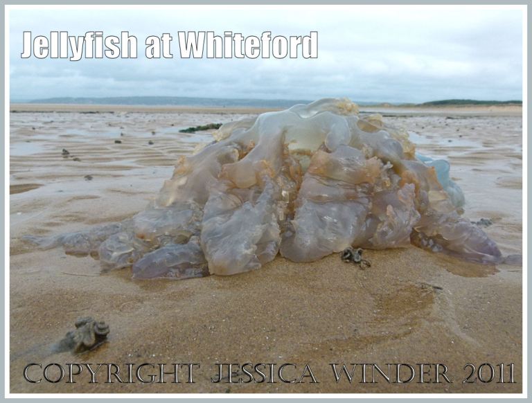P1090781aBlog4 Jellyfish (Rhizostoma octopus Linnaeus) washed ashore at Whiteford Sands, Gower, South Wales, UK (4) Jellyfish (Rhizostoma octopus Linnaeus) washed ashore at Whiteford Sands, Gower, South Wales, UK (4)