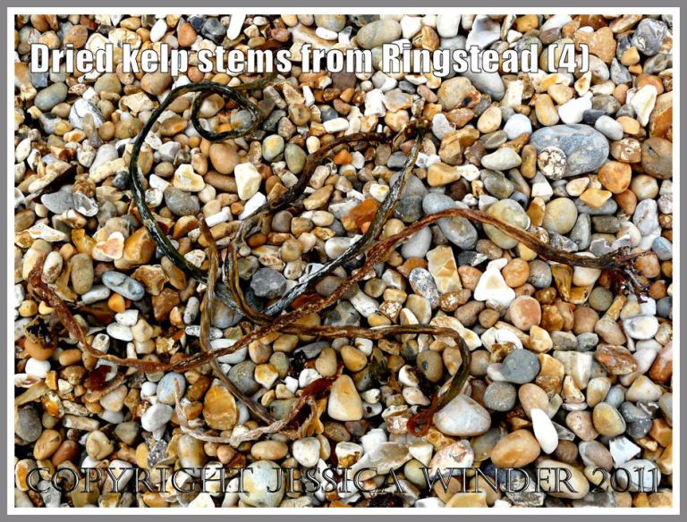 Dried kelp stems on the shingle strandline at Ringstead Bay, Dorset, UK - part of the Jurassic Coast (4)