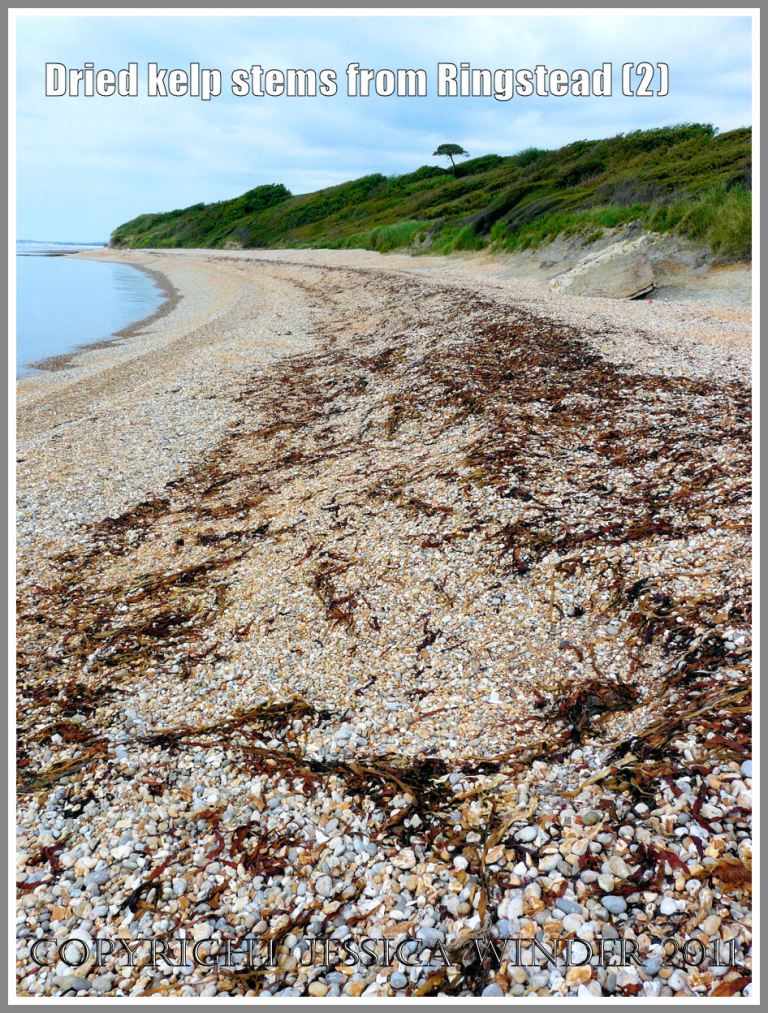 Kelp drying out on the shingle strandline at Ringstead Bay, Dorset, UK - part of the Jurassic Coast (2)