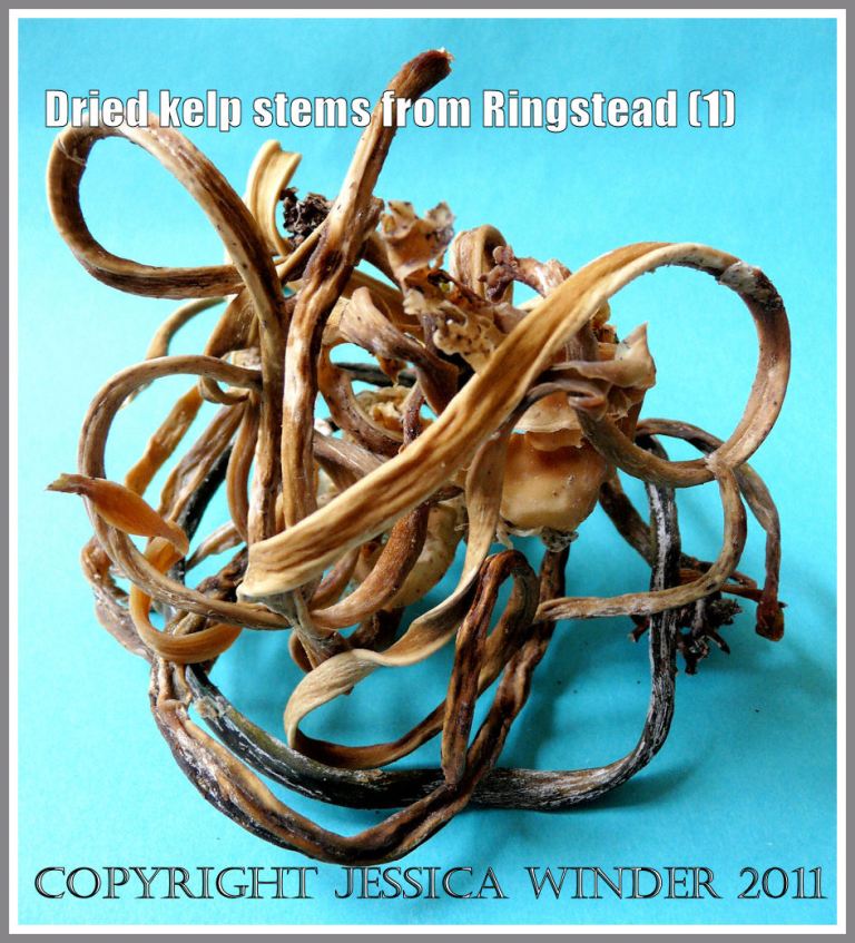 Dried twisted kelp stems from Ringstead Bay, Dorset, UK - part of the Jurassic Coast (1)